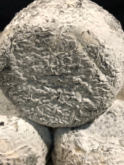 Fromage de chèvre fermier Rond d'Aubigné  "CENDRÉE"